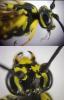 354983 – Photo : Emilien TEULIER – France (82)
